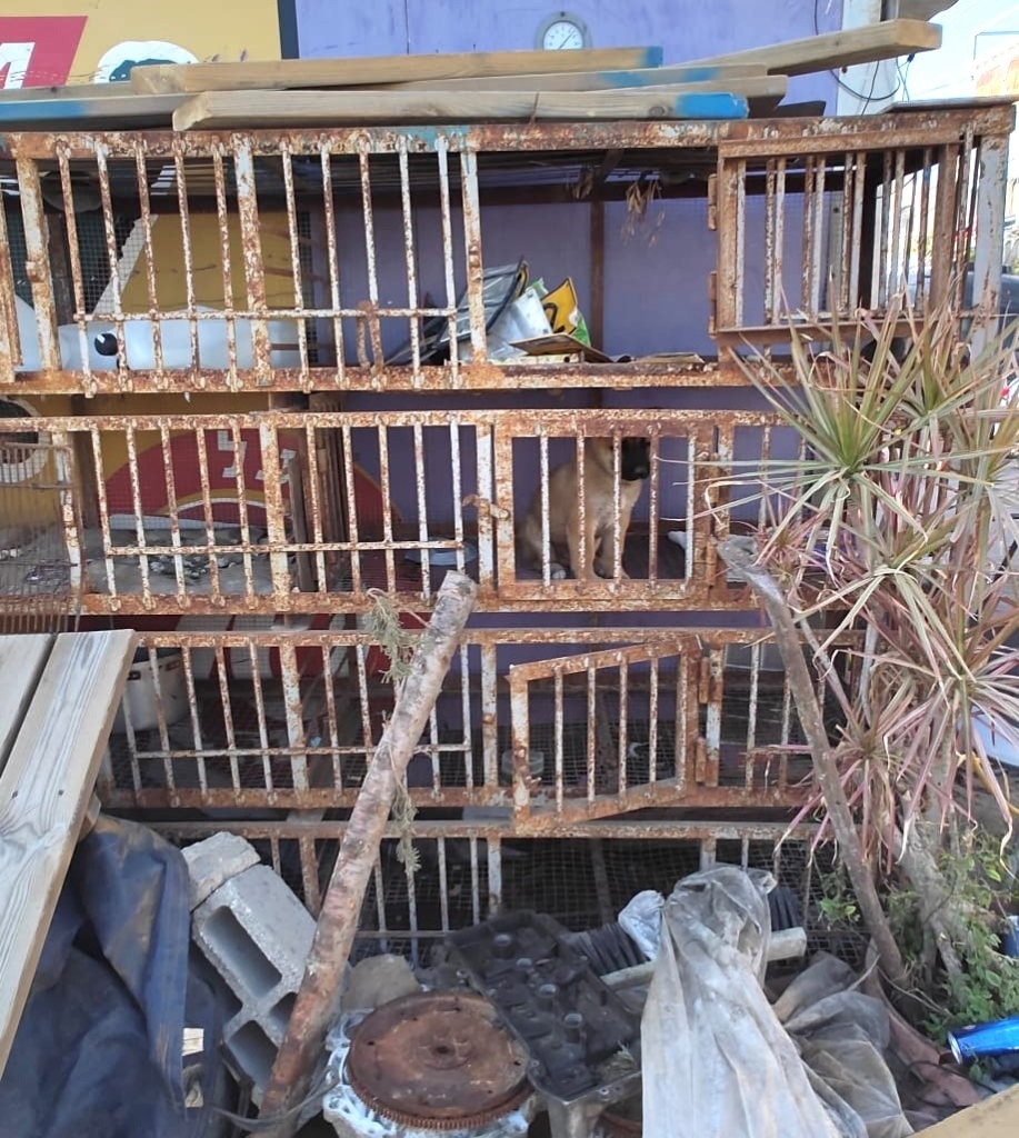 פורטל הכרמל