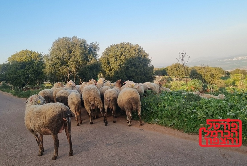 הסדרת מגורים בשטחי מרעה