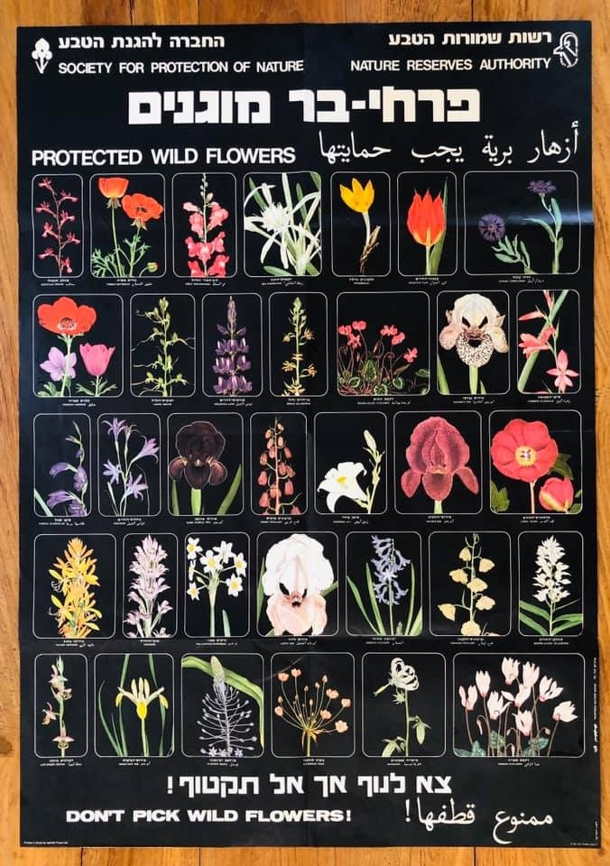 נשמור על פרחי הבר