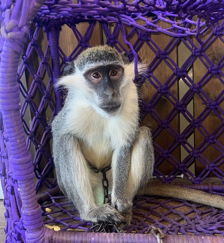 פורטל הכרמל