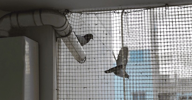 פורטל הכרמל