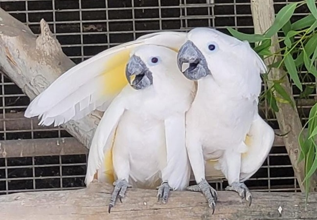 פורטל הכרמל