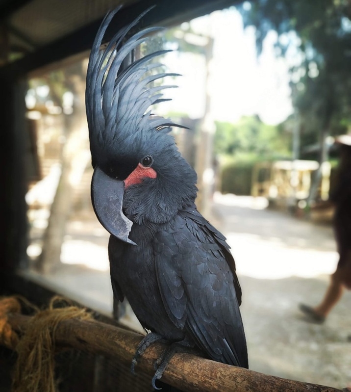 פורטל הכרמל