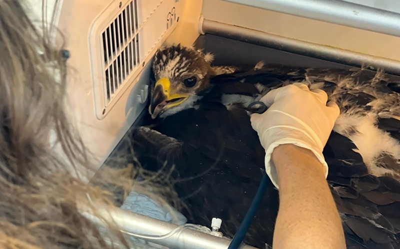  גוזל עיט ששהה בטיפול ארוך בבית החולים הושב לקן הוריו