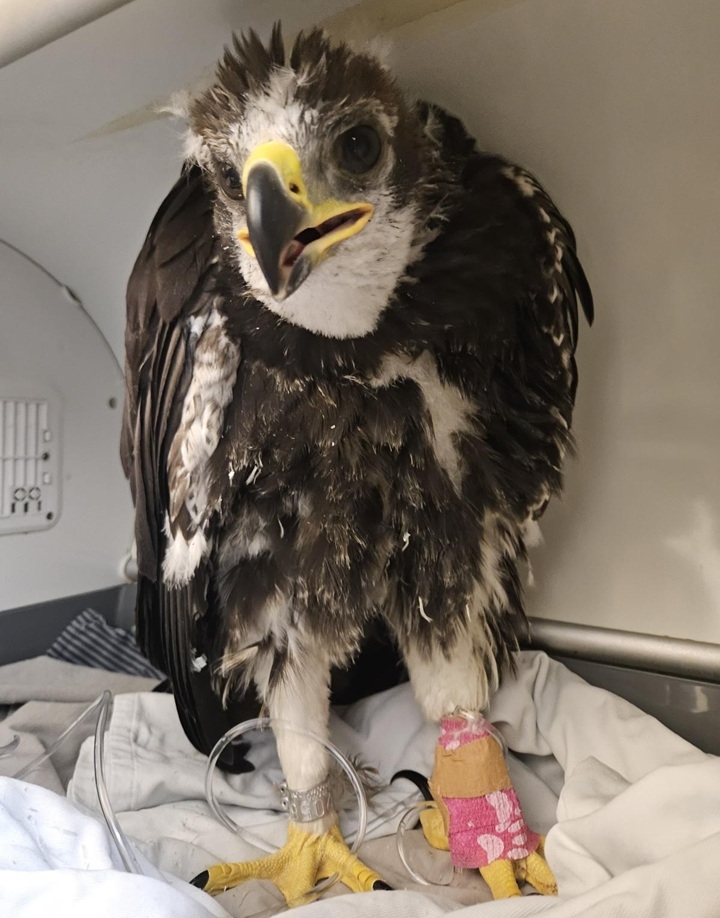 פורטל הכרמל