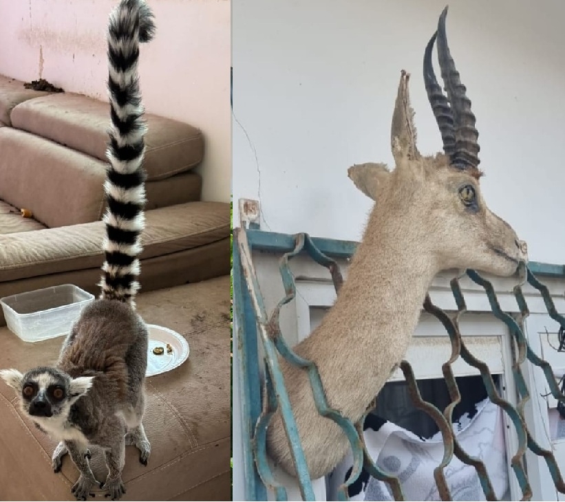 נתפס בבית פרטי קוף מסוג למור קטה