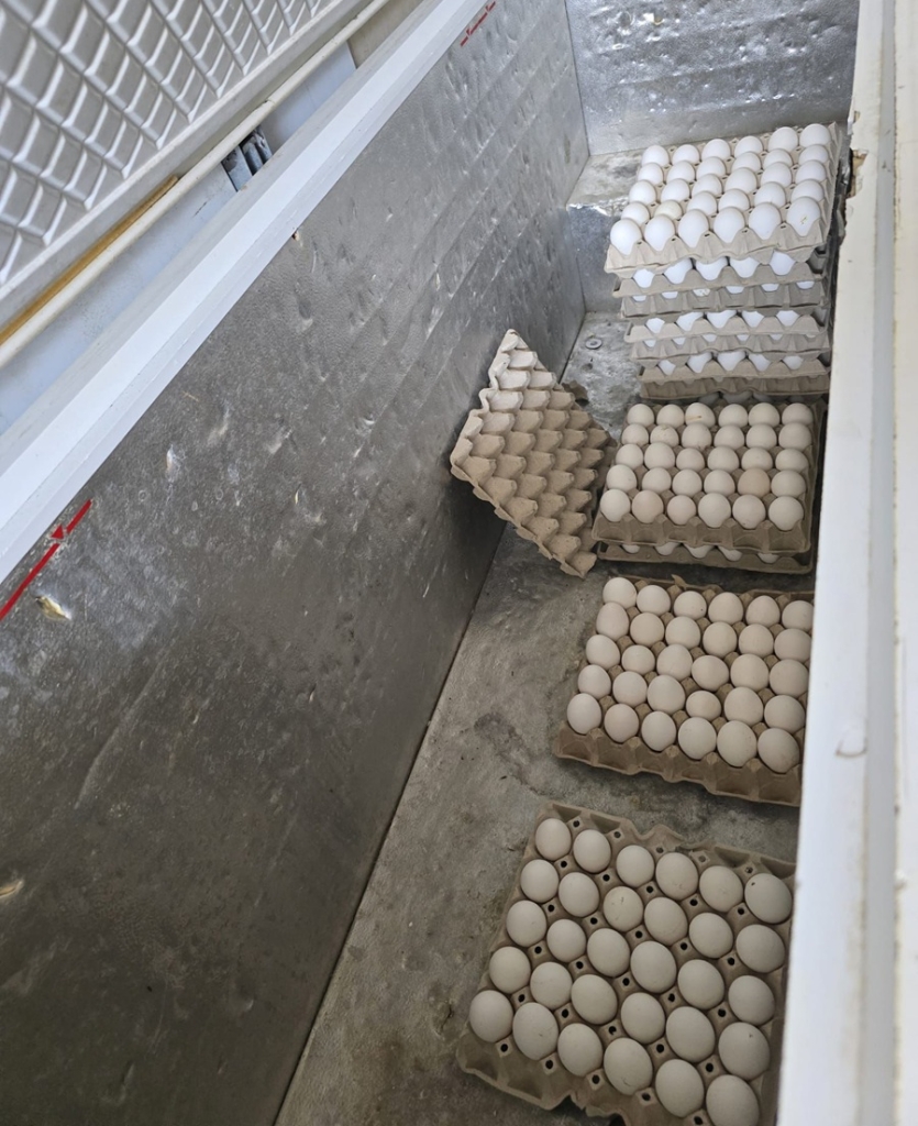 פורטל הכרמל