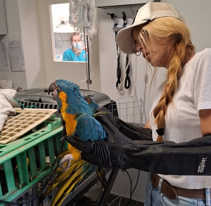 נעצר חשוד בגניבת 36 תוכים בשווי 1.2 מיליון 