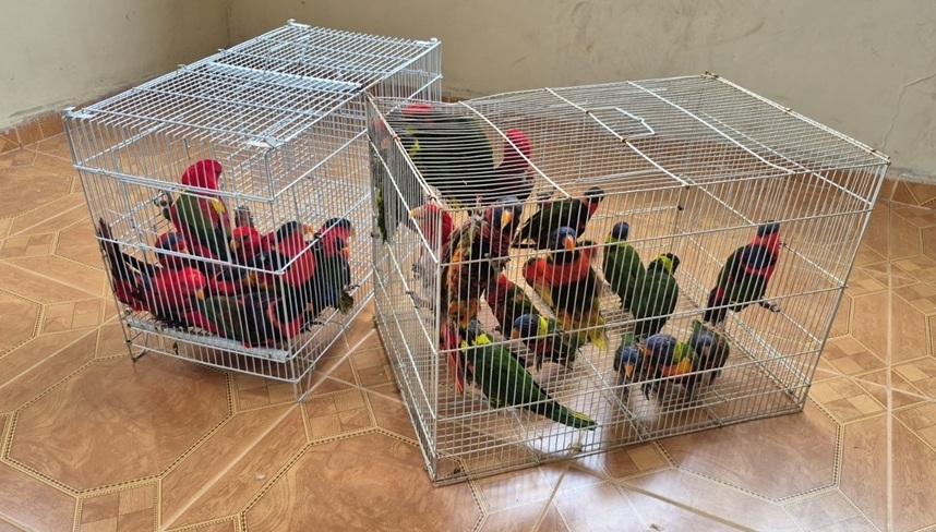 פורטל הכרמל