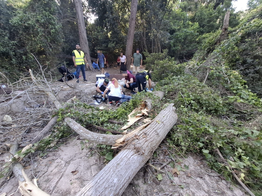 קריסת עץ בנחל השופט