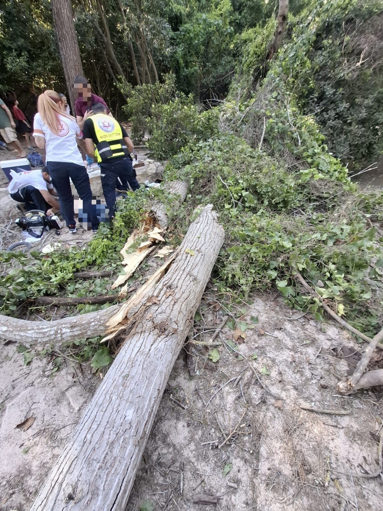 פורטל הכרמל