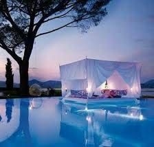 ببغاء الملك 