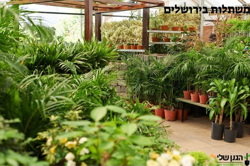משתלות בישראל מדריך מקיף לחובבי הגינון ומחפשי המתנות המושלמות