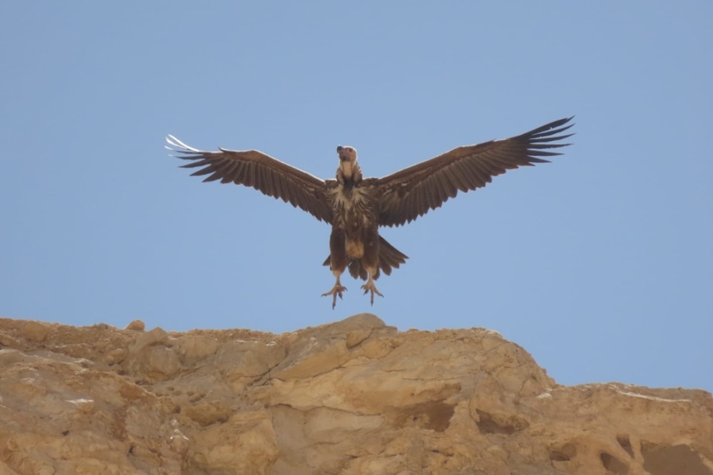 אורחת מלכותית ונדירה
