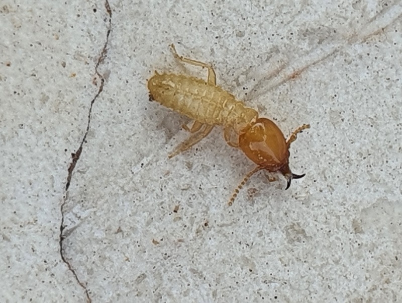 הטרמיט הפורמוסי תושבים שימו לב