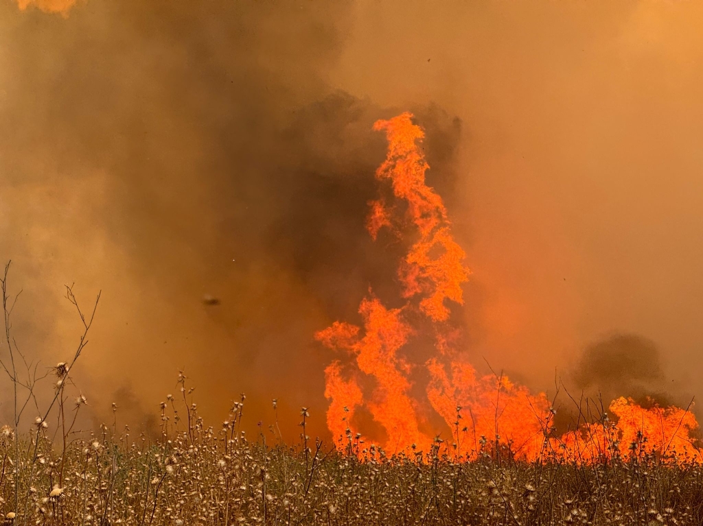 פורטל הכרמל