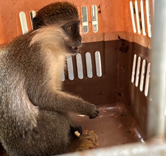 שוטרי מחוז חוף חילצו הלילה משטח סמוך לבסמת טבעון קוף 