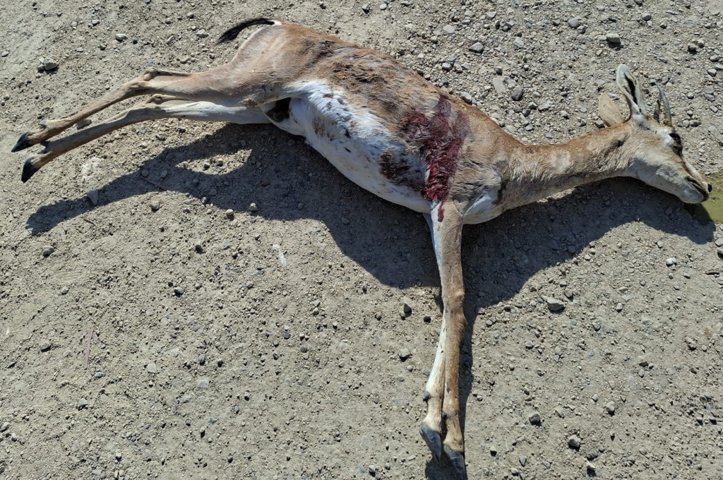 פורטל הכרמל