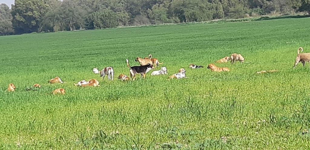 צביה מניקה נהרגה מתקיפת כלבים