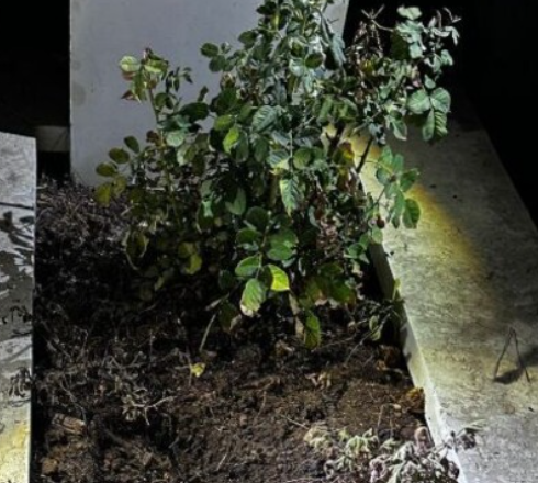 אמצעי לחימה הוסתרו בקבר