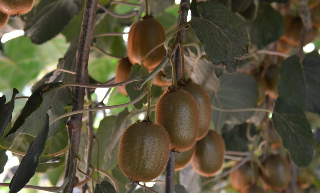"אל תקנו קיווי בוסר ישראלי מסוג היווארד"