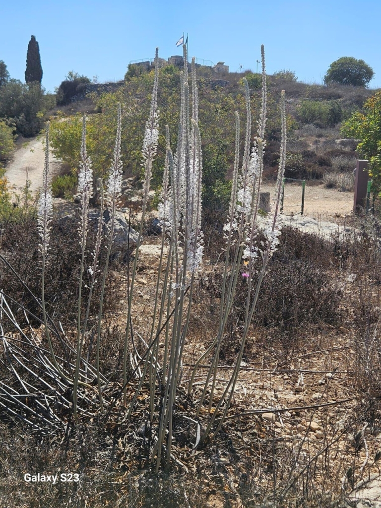 חצבים פורחים בקסטל