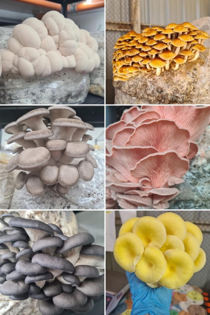 סיורי פטריות חגיגיים בעמק האלה