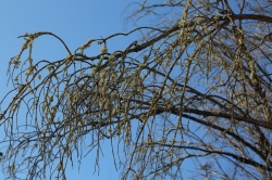 הוועדה המחוזית חיפה אישרה תוכנית להתחדשות בקריית ים