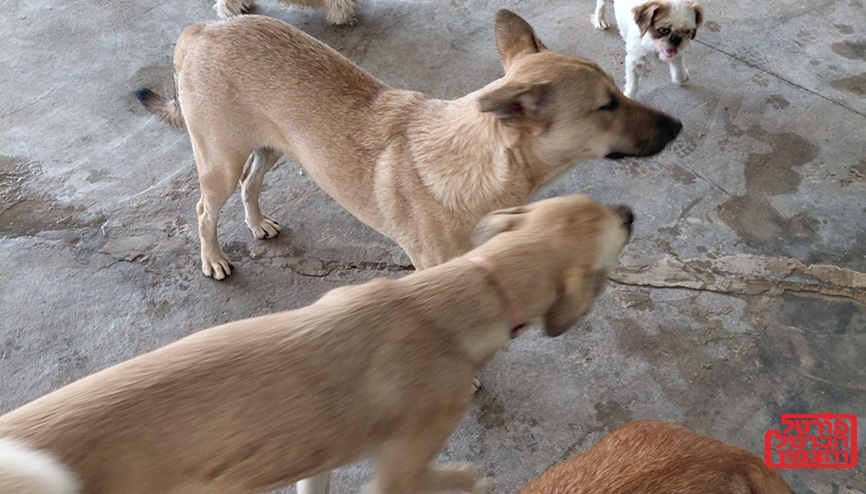 4.5 מיליון ₪ לרשויות מקומיות לטיפול בכלבים המשוטטים