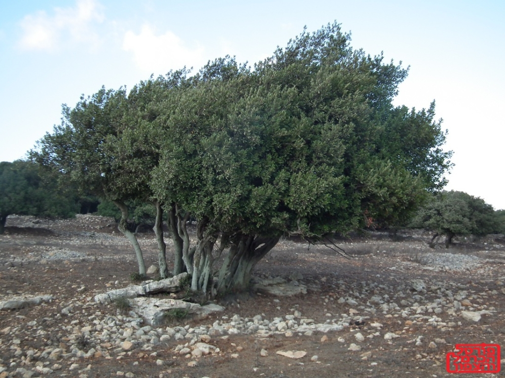 הכרמל בן כ-250 מיליון שנה