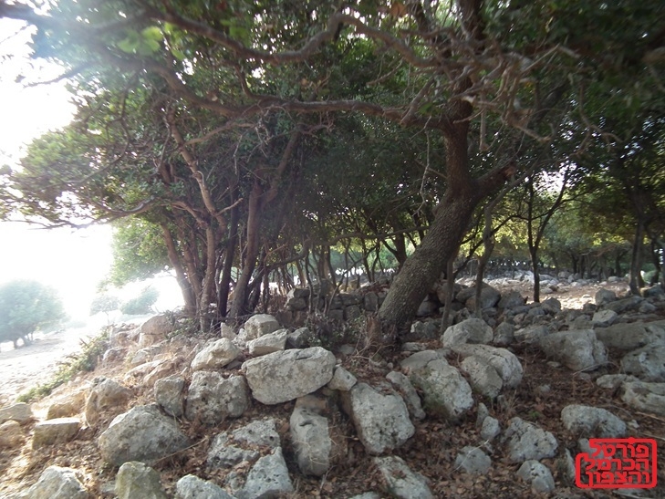 פורטל הכרמל