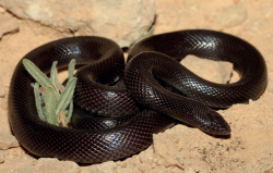 צעירה שרדה הכשת נחש שרף עין גדי