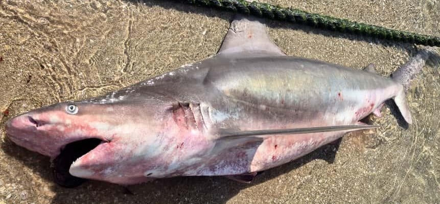 פורטל הכרמל