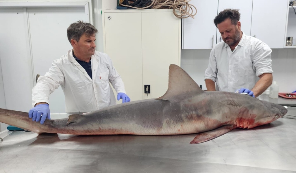 נקבת כריש סנפירתן נתפסה בג׳יסר א זרקא