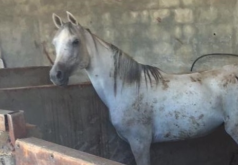 הרג סוסה בהיריון וסייח וגרם למותם של שני כלבים