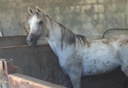 הרג סוסה בהיריון וסייח וגרם למותם של שני כלבים