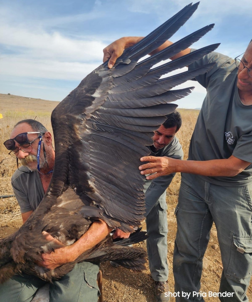 פורטל הכרמל