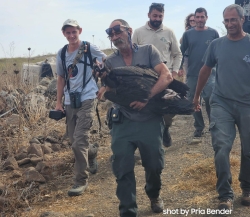 שתי עוזניות שחורות נצפו בשמורת הטבע גמלא