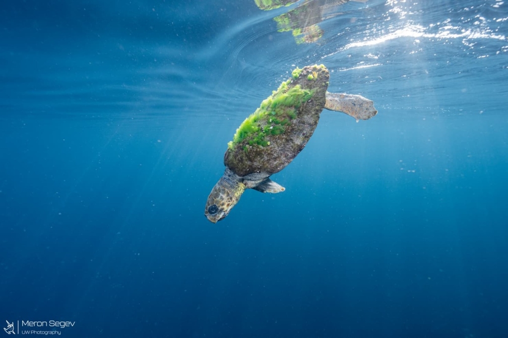 חולץ מהים צב ים חום קטוע גפה