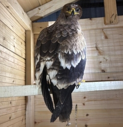 אותר מצבור אמצעי לחימה וציפור עיט בעראבה