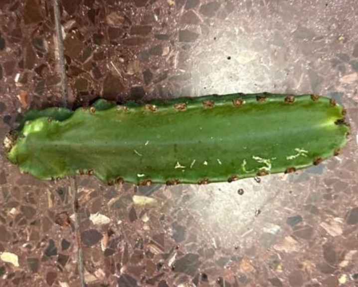 כמעט והתעוור כתוצאה ממיץ חלבי ורעיל שניתז מקקטוס 