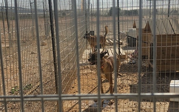 בחווה נמצאו מעל 150 כלבים לא מחוסנים