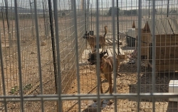 בחווה נמצאו מעל 150 כלבים לא מחוסנים