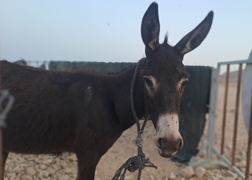 חילוץ חמור מנחל צאלים
