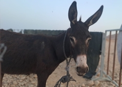 חילוץ חמור מנחל צאלים