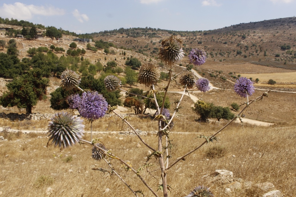 ניצל את תפקידו כמפקח ארצי להטיב עם חברו