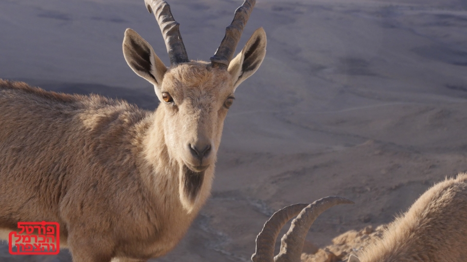 יופי מדברי במכתש רמון