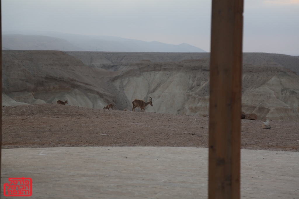 פרשת השבוע וישב