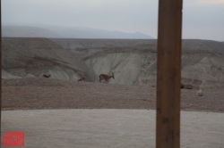 פרשת השבוע וישב