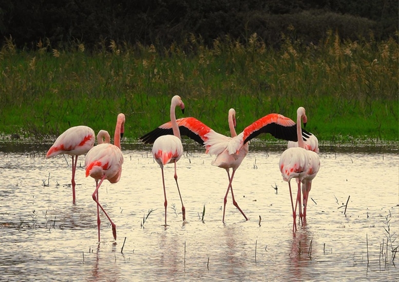 פלמינגו בשמורת הבונים